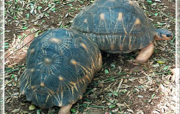 Promenade dans la forêt de Nosy Sakatia : Tortue étoilée ou rayonnée de Madagascar, Radiated tortoise (Astrochelys radiata) - Madagascar
