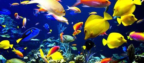 Poissons de la mer rouge