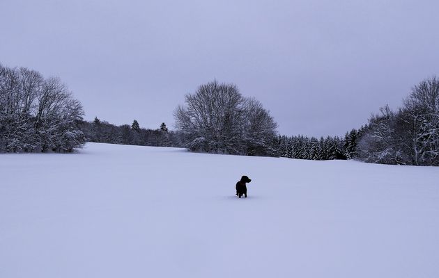 Le 8 janvier 2022 : Balade à raquette au Contant