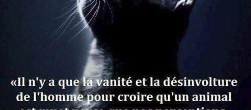 Un chat entendu