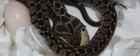 Dasypeltis scabra