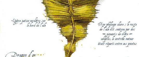 LE DRAGON D'OR