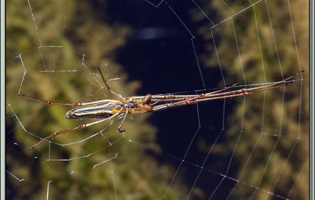 Araignée Tétragnathe étirée (Tetragnatha extensa) - Lartigau - Milhas - 31