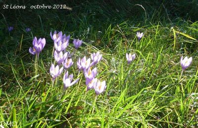 Crocus nudiflorus  -  crocus d'automne