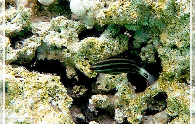 Peut-être juvénile de poisson-perroquet brûlé (Chlorurus sordidus) - Lagon bleu - Atoll de Fakarava - Tuamotu - Polynésie française