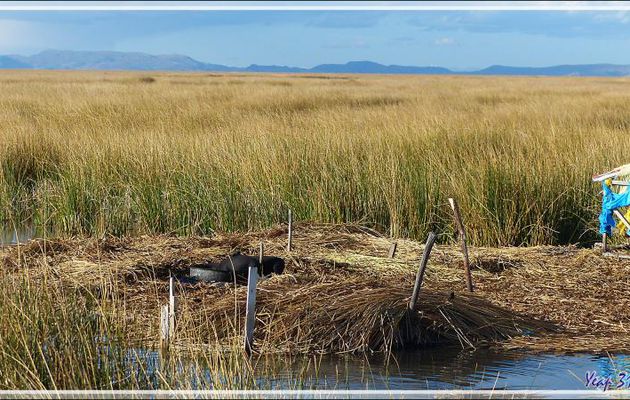 Au retour vers Puno nous traversons les îles flottantes Uros au soleil du soir - Lac Titicaca - Pérou