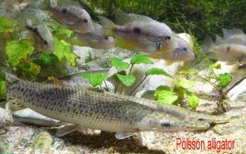 Sortie sous l'eau