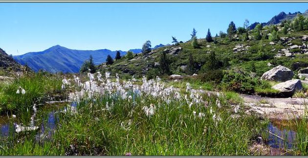 Paysage aux linaigrettes : Linaigrette à feuilles étroites, Jonc à coton, Jonc à duvet (Eriophorum polystachion) - Étangs de Bassiès - Vicdessos - Auzat - 09