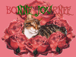 Le chat et les roses