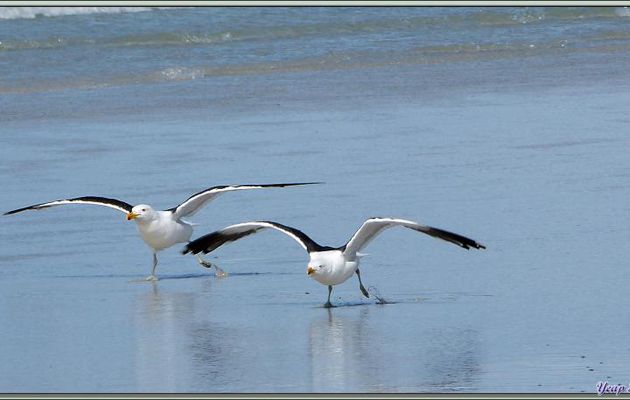 L'envol des Goélands dominicains (Larus dominicanus) - Volunteer Point - Falkland Islands, Iles Malouines, Islas Malvinas