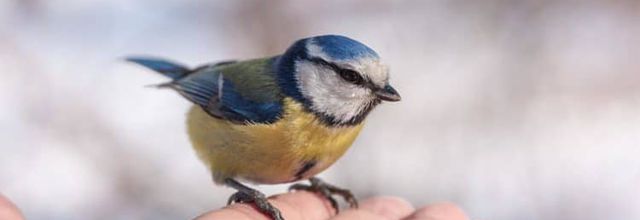 La mésange bleue