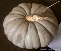 Espèce de courge