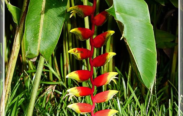 Heliconia rostré ou pince de crabe (Heliconia rostrata) - Nosy Be - Madagascar