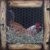 Chants et comptines sur les animaux