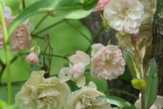 'Lili d'Amour'