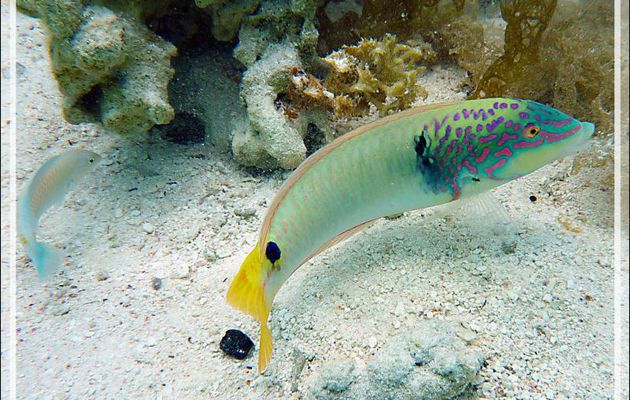 Labre arc-en-ciel, Threespot wrasse (Halichoeres trimaculatus) - Jardin de Corail - Motu Tautau - Taha'a - Polynésie française