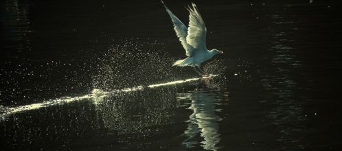 Amerrissage nocturne, l'oiseau danse