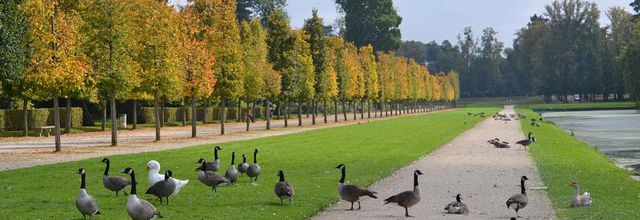 Rambouillet : Mes amies les oies