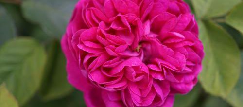 les plus belles roses de mon jardin
