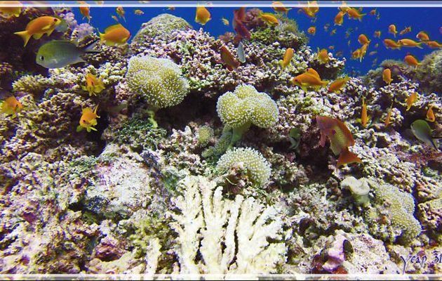  Sarcophyton ou Alcyonaire pédonculé ou Corail cuir, Stalked alcyonarian (Sarcophyton sp.) et  Barbier rouge à queue de lyre mâle et femelles - Athuruga Reef - Atoll d'Ari - Maldives