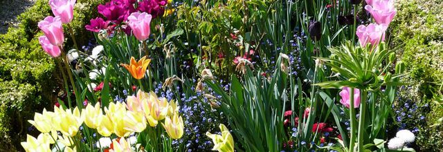 Les fleurs du Jardin des Plantes