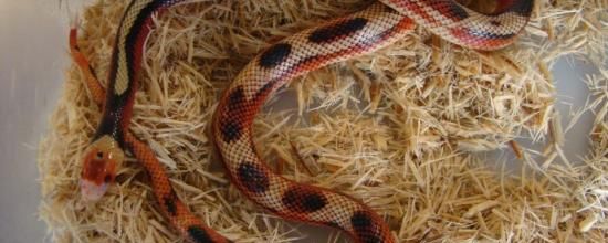 Lampropeltis triangulum sinaloae - Faux-corail du Sinaloa