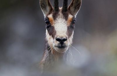 Chasse photographique "Les Chamois"