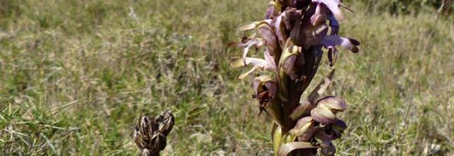 Himantoglossum robertianum - Barlie de Robert - orchis geant