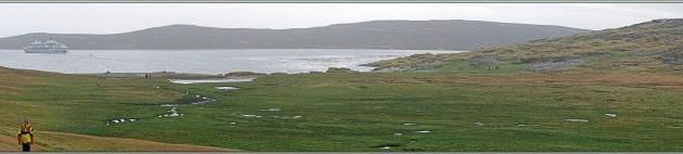 Nous revenons vers la plage, direction une nursery de Manchots papous, Gentoo Penguin (Pygoscelis papua) - Grave Cove - West Falkland (Malvinas, Malouines) - Grande-Bretagne