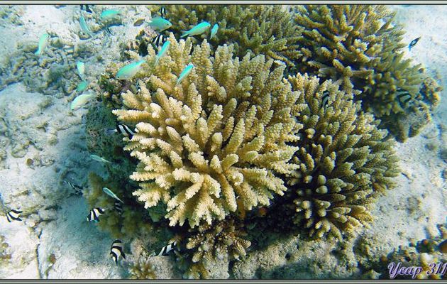 Demoiselles à trois bandes noires ou bonbon (Dascyllus aruanus) et Chromis ou Castagnoles bleu-vert, Demoiselles vertes (Chromis viridis) - Athuruga - Atoll d'Ari - Maldives