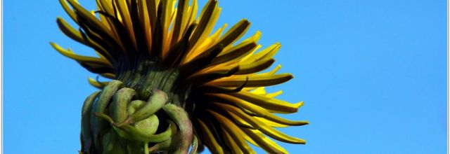 Pissenlit (4) - Taraxacum