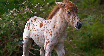 Poney Mongole