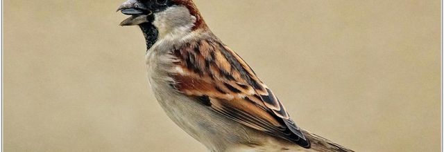 Moineau Domestique (1) - Passer domesticus
