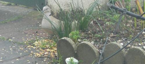 Cocotte, tourterelle rieuse (3)