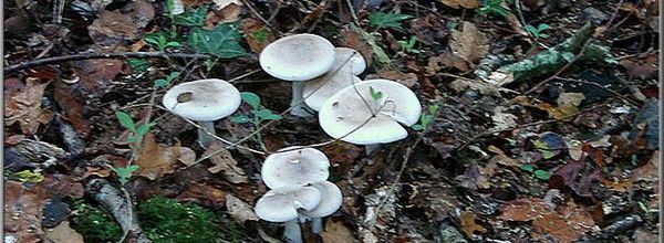 Champignons