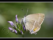 Thécla des Nerpruns (Satyrium spini - Strymonidia spini) - Lycaenidae