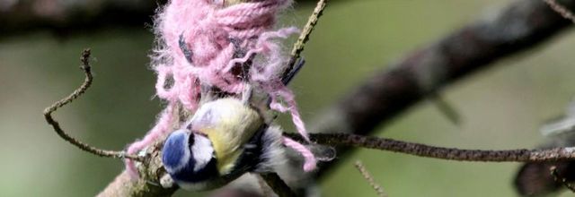 La mésange bleue tricoteuse
