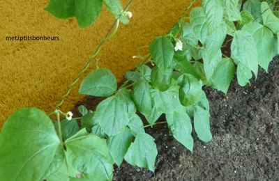 Citation: ...addiction....