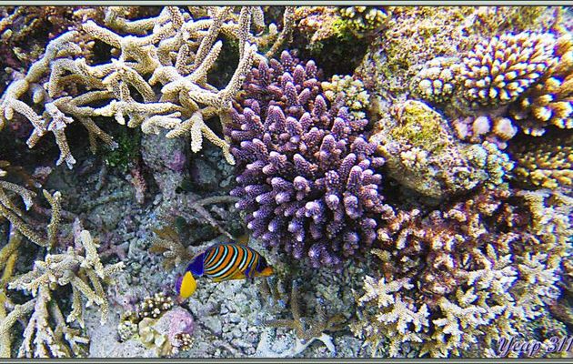 Poisson-ange royal ou holacanthe duc (Pygoplites diacanthus) et corail acropore digitiforme violet - Athuruga - Atoll d'Ari - Maldives