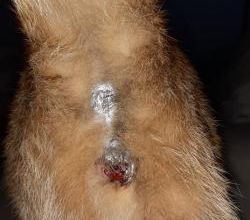 Minos fait une grosse infection!