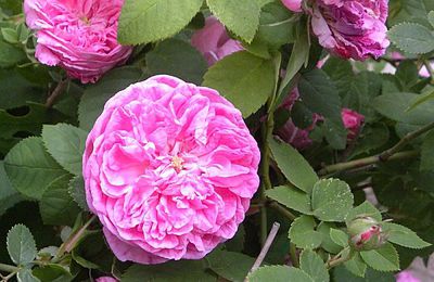 Des roses et des grillons...