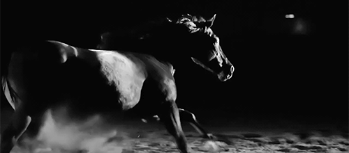 CHEVAL - GIF ANIME