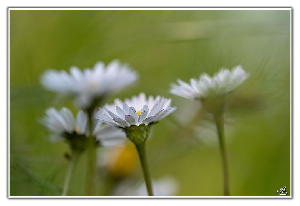 01 - Fleurs