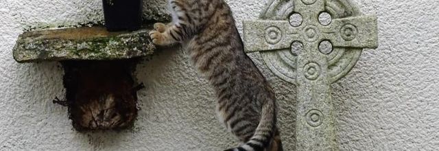 Dimanche c'est chat