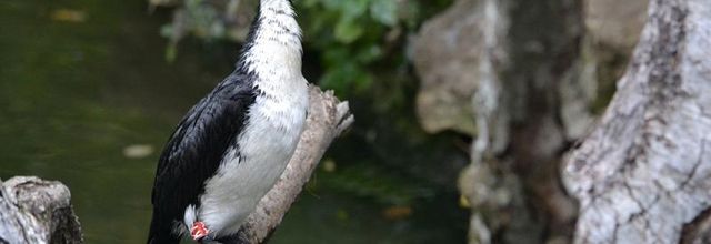 Ménagerie du jardin des Plantes : La grande volière : le Cormoran pie