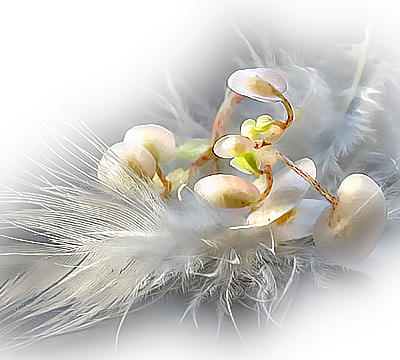 bon mois de novembre gros bisous