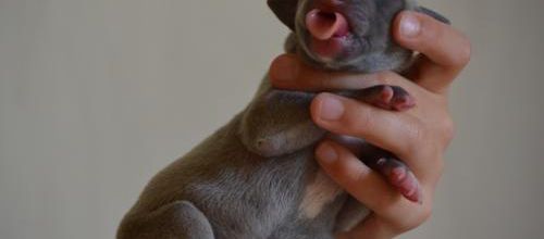 Langues de bébé!