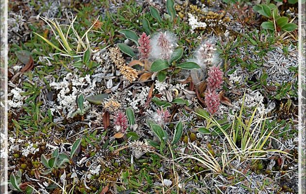 Saule nain arctique, Arctic willow (Salix arctica) - Fjord Bowdoin - Région de Qaanaaq - Groenland