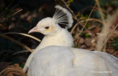 Lac Daumesnil, bois de Vincennes : le paon blanc