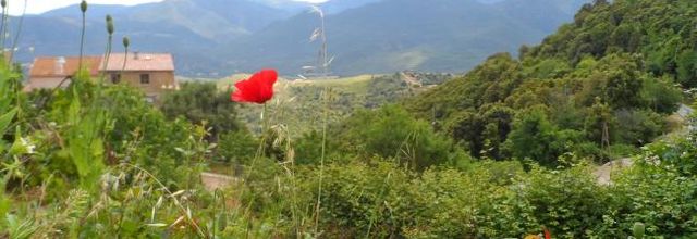 Gentil coquelicot mesdames ...